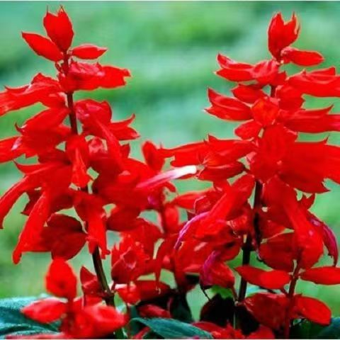 一串红种子串串红耐高温耐旱花期长粉白紫混搭庭院盆栽花海植物籽