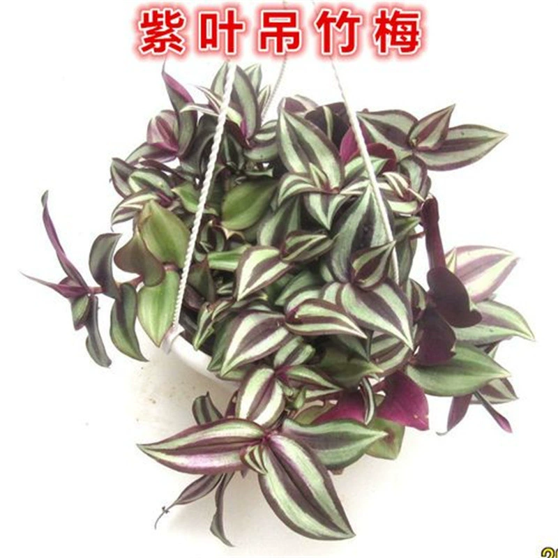 Пурпурный лист, висящий бамбук и висящая орхидея, большое горшечное растение для балкона, двора, садового пейзажа, зимостойкое растение, всесезонные цветы, отправляются напрямую из оригинального почвы.