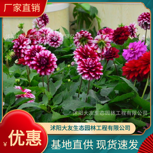 Xiaolihua Base Wholesale, Self-Produced and Self-Sold, Complete Varieties of Greening Seedlings for Scenic Landscaping Projects