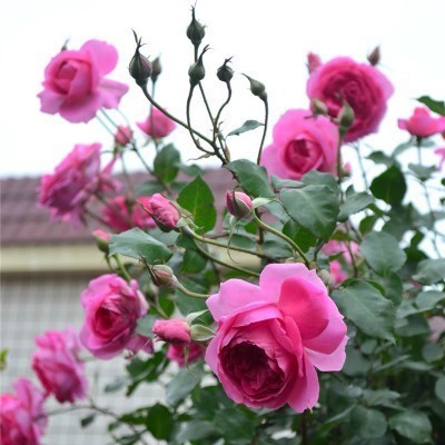 그랜드 퍼레이드