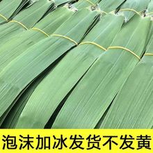 粽叶新鲜大叶特大号野生粽叶大肉粽芒叶端午节大粽叶芦苇叶