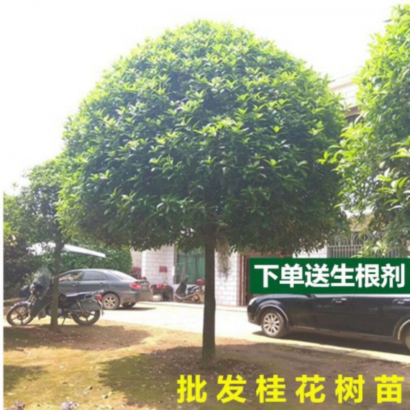 桂花树金桂状元红丹桂朱砂四季八月桂庭院室外地栽浓香型大树包邮 种苗花卉网