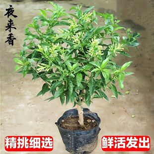 ҹԾGֲֲҹ㻨ҹmҹǧͻw֮