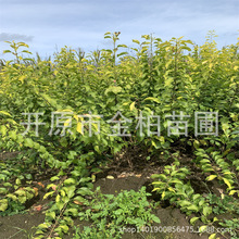 金叶卫矛丛生绿篱树苗盆栽杯苗彩叶灌木卫矛球造型树桃叶卫矛小苗