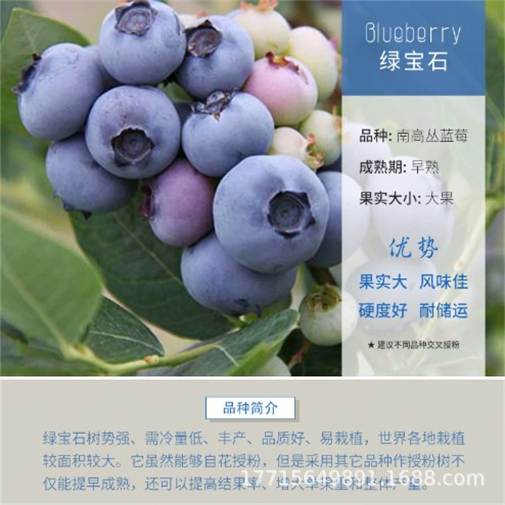 Прохладный Саженцы черники Посадка на юге и севере Посадка в горшках на балконе во дворе Саженцы плодовых деревьев Итоги года