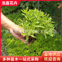 ���߾��� �ˌ���������������ݻ�����ľ�ˌ��������Ի���