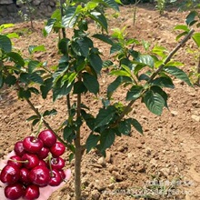 ����ֱ�N������ �������܇������ Ʒ�N�Rȫ ���󃞻� ָ���ԷN