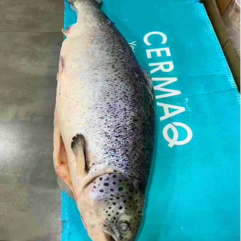 Wholesale Free Shipping Chilean Original Imported Salmon Whole Box Commercial Cold Japanese Cuisine Western Food Sushi Sashimi Salmon Seafood