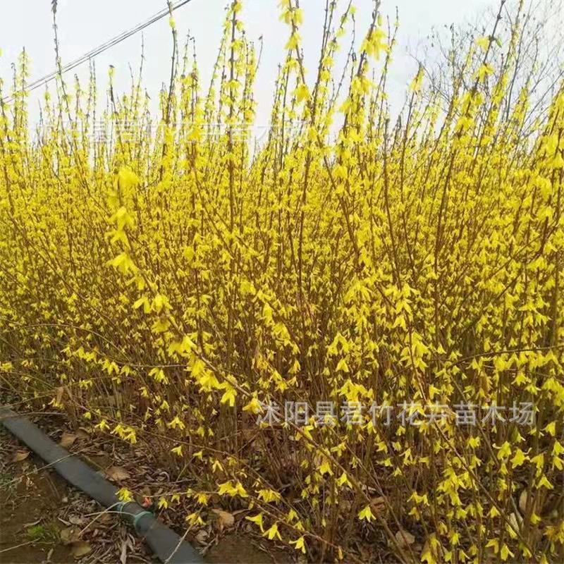 Базовый оптовый проект рассады желтого тигра озеленение рассады с полными спецификациями цветения и большими скидками