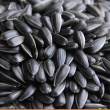 ͿСӺӿζ؛؛ëԭζʳb