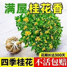 �ļ��𻨿�ʳ�û���M�����Թ𻨘�����;Gֲ�҃Ȼ��ܺ��B ���l