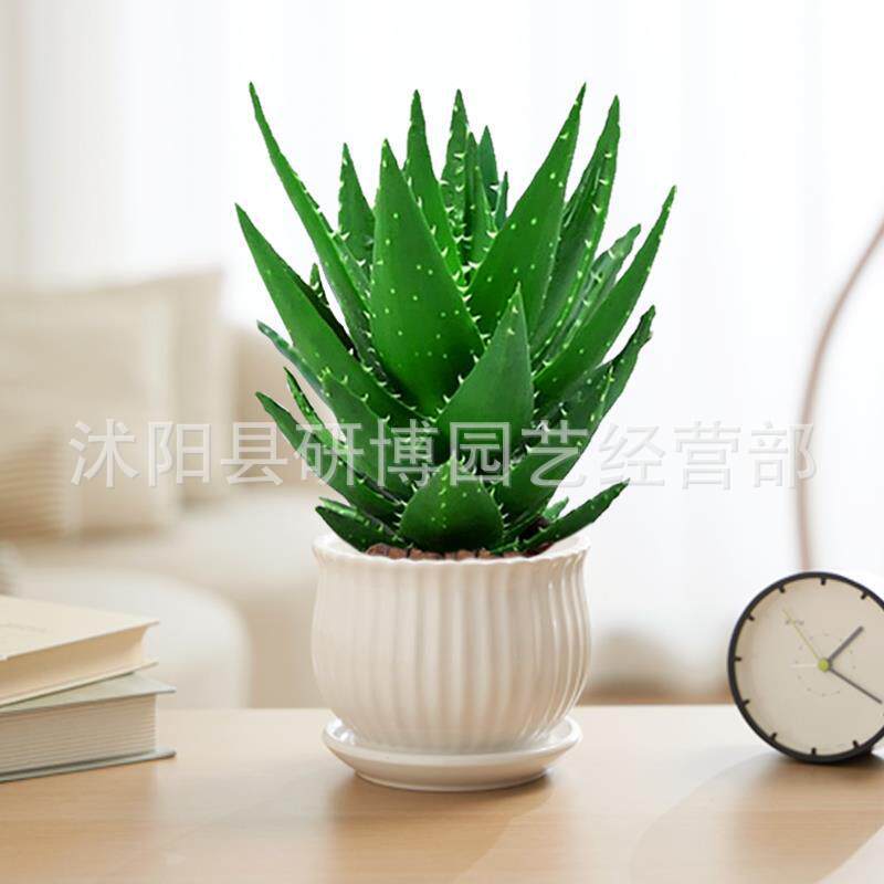 Curacao Aloe Vera sala de macetas belleza irrigación piel verde escritorio de oficina carne ciudad que nunca duerme Aloe Vera flores cactus