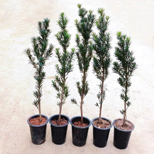 Podocarpus Saplings, Large Trees, Courtyard Potted Plants, Large and Small Leafed Podocarpus, Indoor and Outdoor Planting