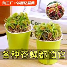 捕蝇草盆栽驱蚊草捕虫草扑蝇草食虫植物食人花猪笼草大嘴超大客厅