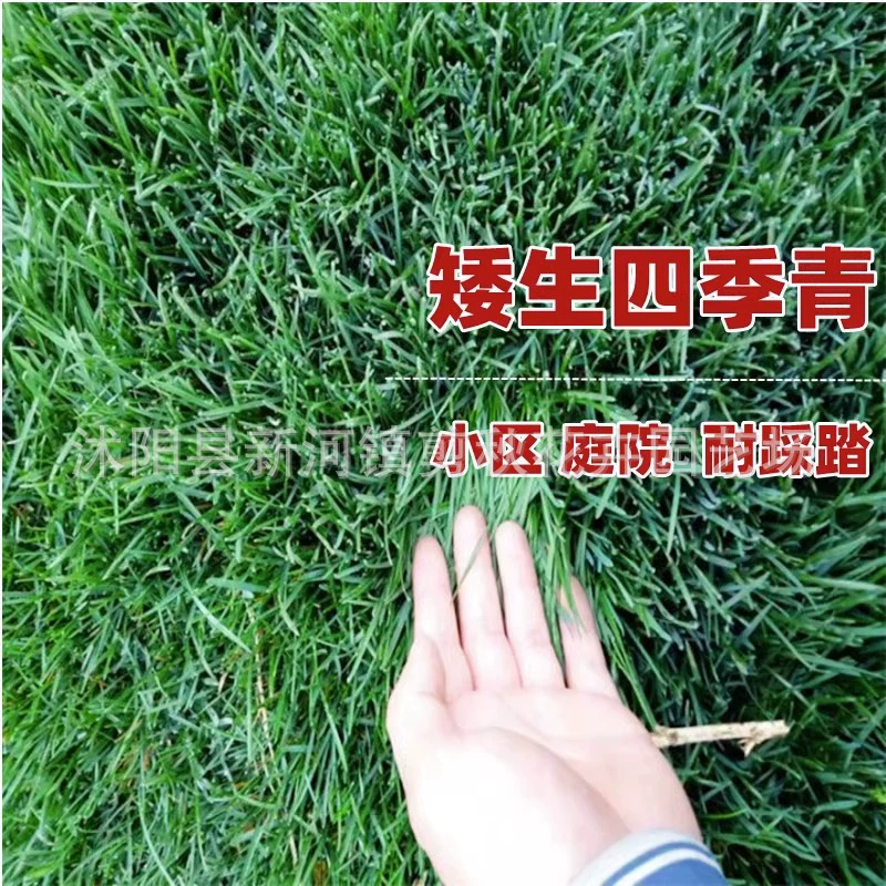 Семена газонной травы карликовый двор озеленение ковер семян травы Четыре сезона защита зеленого склона Бермудский райграс кожи
