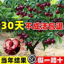 正宗老桩黑珍珠车厘子苗特大樱桃树苗果树南方北方种植果苗
