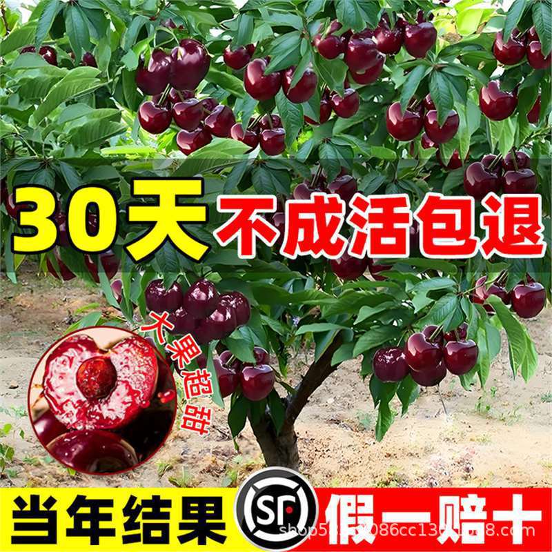 正宗老桩黑珍珠车厘子苗特大樱桃树苗果树南方北方种植果苗