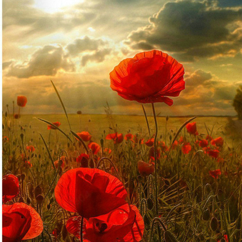 Floral Digital Painting 1