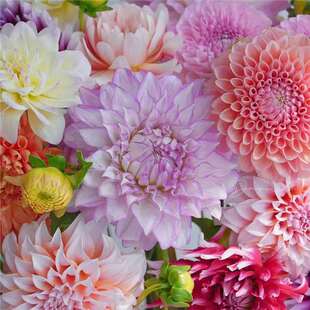 Dahlia Seed Bulb Flower Potted Garden Flower Seeds All Year Round Easy-To-Live Flower Seedlings Dahlia Flower Sweet Potato Flower