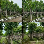 海南菜豆树常绿乔木幸福树晃伞树富贵树绿宝树