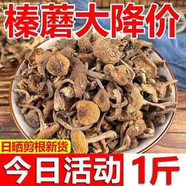 东北产野生榛蘑丁干货小鸡炖蘑菇长白山臻蘑级无根新货