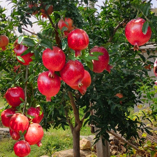 Pomegranate Tree Seedlings, Tunisian Soft-Seed Pomegranate Seedlings, Potted Garden Fruit Trees with Soil, Seedless Sweet Pomegranates That Bear Fruit in the Same Year