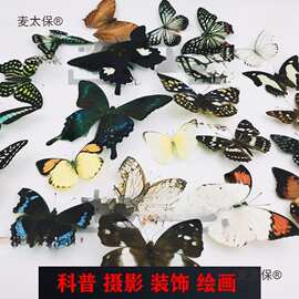 A-品相真蝴蝶标本未展翅原蝶杂蝶昆虫幼儿园教学收藏摄影道麦太保