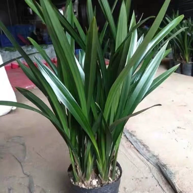 Рассада орхидей, черные ароматные орхидеи, морозостойкие и засухоустойчивые цветы, комнатные офисные, легко выращиваемые зеленые растения в горшках.