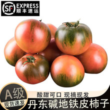 丹东铁皮草莓柿子10斤顺丰包邮蔬菜水果番茄西红柿新鲜碱地红柿子