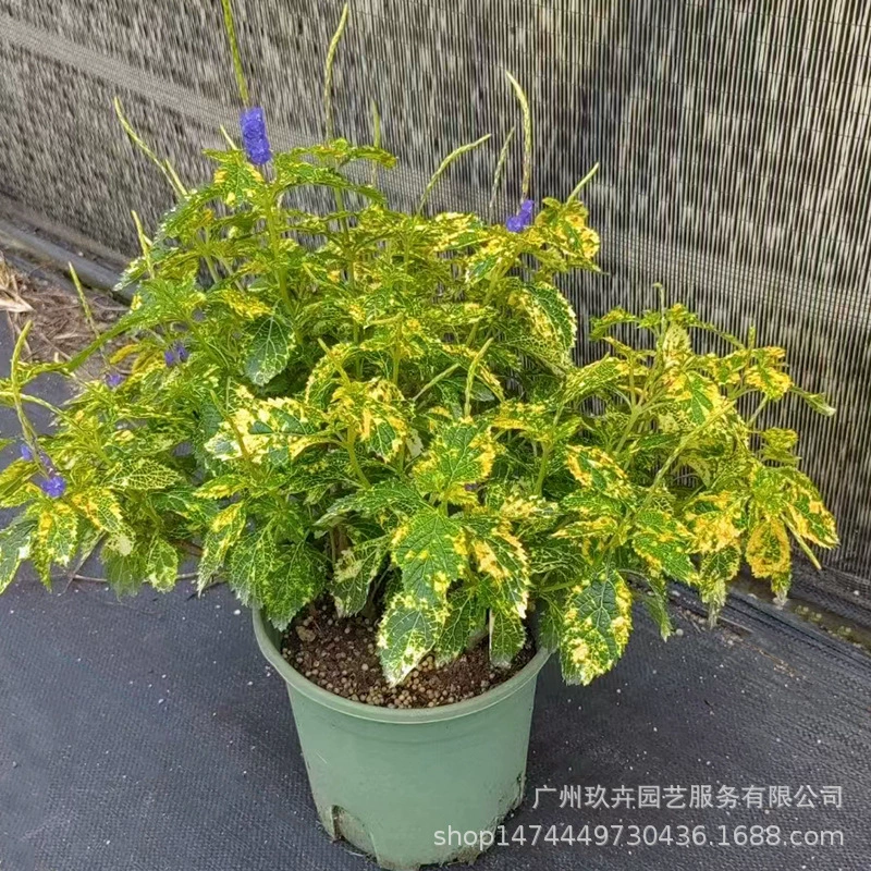 Мозаика ложная Вербена клумба Цветочные очки ландшафтный дизайн растения дикое целое дерево целебное