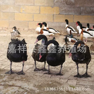 2025山东养殖场出售纯种黑天鹅活体 公园景区观赏黑天鹅价格多少