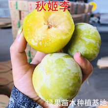 秋姬李子树苗 特大软脆八月李子苗 果树苗 秋姬李子苗南方北方种