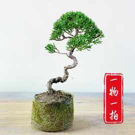 日本济州真柏小盆景纪州柏树绿植办公室室内植物盆栽好养一物批发