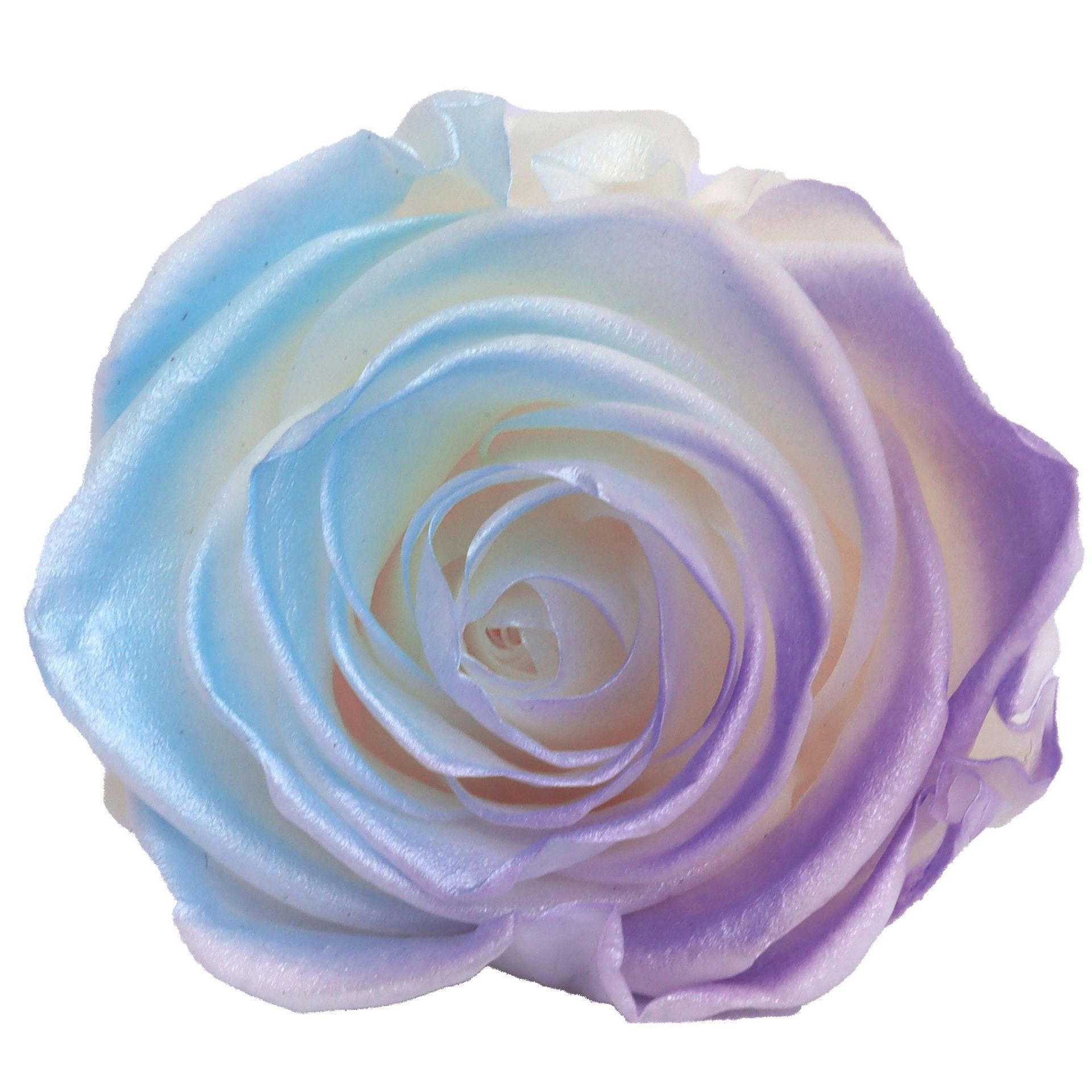 Rosa degradada eterna A+ con efecto degradado de color azul hielo, rosa seca triturada, flor preservada, fabricante de Yunnan, venta al por mayor.