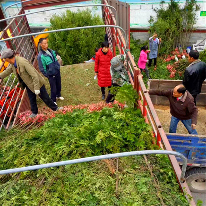 两公分红豆杉 红豆杉树 南方红豆杉 绿化树批发南方种植大量批发