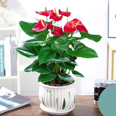 꽃이 있는 프리미엄 안스리움 [연잎 세라믹 화분] + 영양액