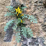 野山岩黄连 贵州岩胡 岩莲 菊花黄莲 新货无硫 干品包邮真货好货