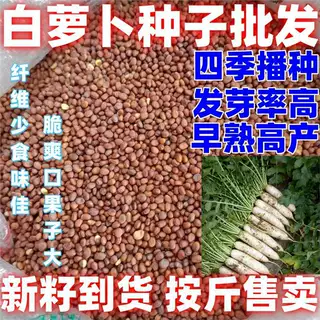 白萝卜种子脆爽白萝卜种子芽菜种籽白萝卜蔬菜萝卜种子四季菜种子