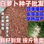 四季菜白萝卜种籽
