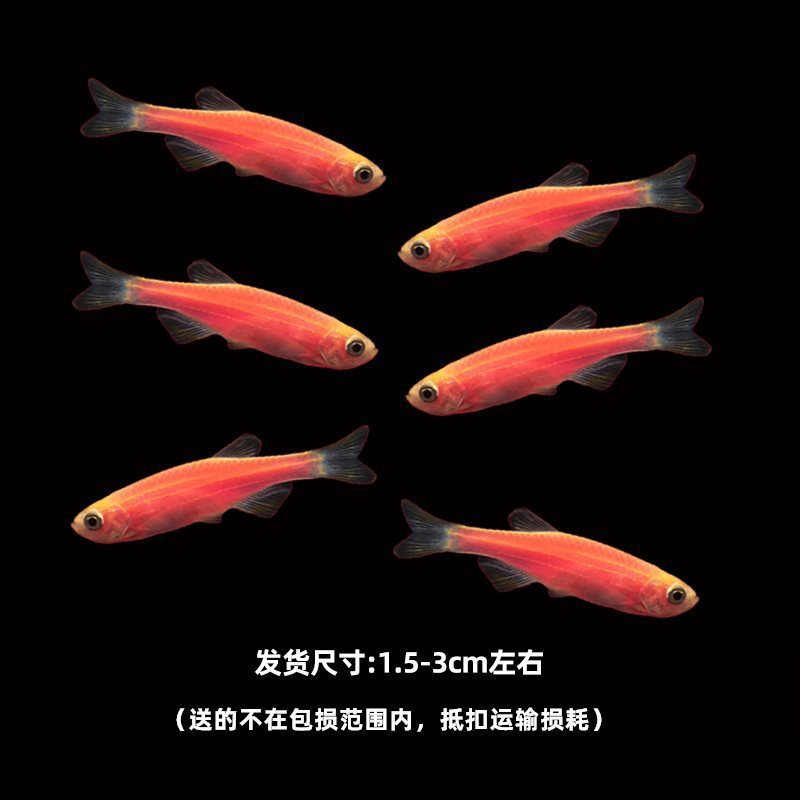 グッピー、フェニックステール、淡水、繁殖しやすく、育てやすい、純種のランプ科の小型熱帯魚観賞魚の稚魚|undefined