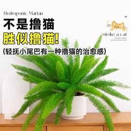 狐尾天门冬庭院阳台圣诞树植物四季青植盆栽观叶耐寒耐晒室外植物