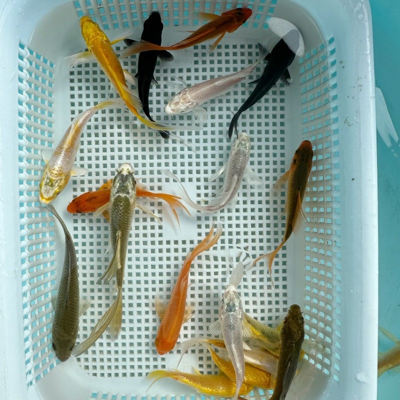 be6e659f-6767-435f-9a9a-4ee026033686.jpe