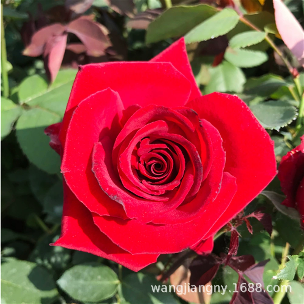 Семена цветов розы для скалолазания, семена цветов розы, семена цветов, цветущие в любое время года, садовые декоративные растения в горшках