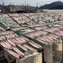 舟山鳗鱼干内港淡晒鳗鱼鲞单拖青鳗狗鳗海鲜干货特产食材批发