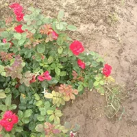 Саженцы, инженерное зеленение, сады, оптовая продажа роз в красных шляпах, цветочные кустарники для красивого зеленения, односезонная цветущая серия