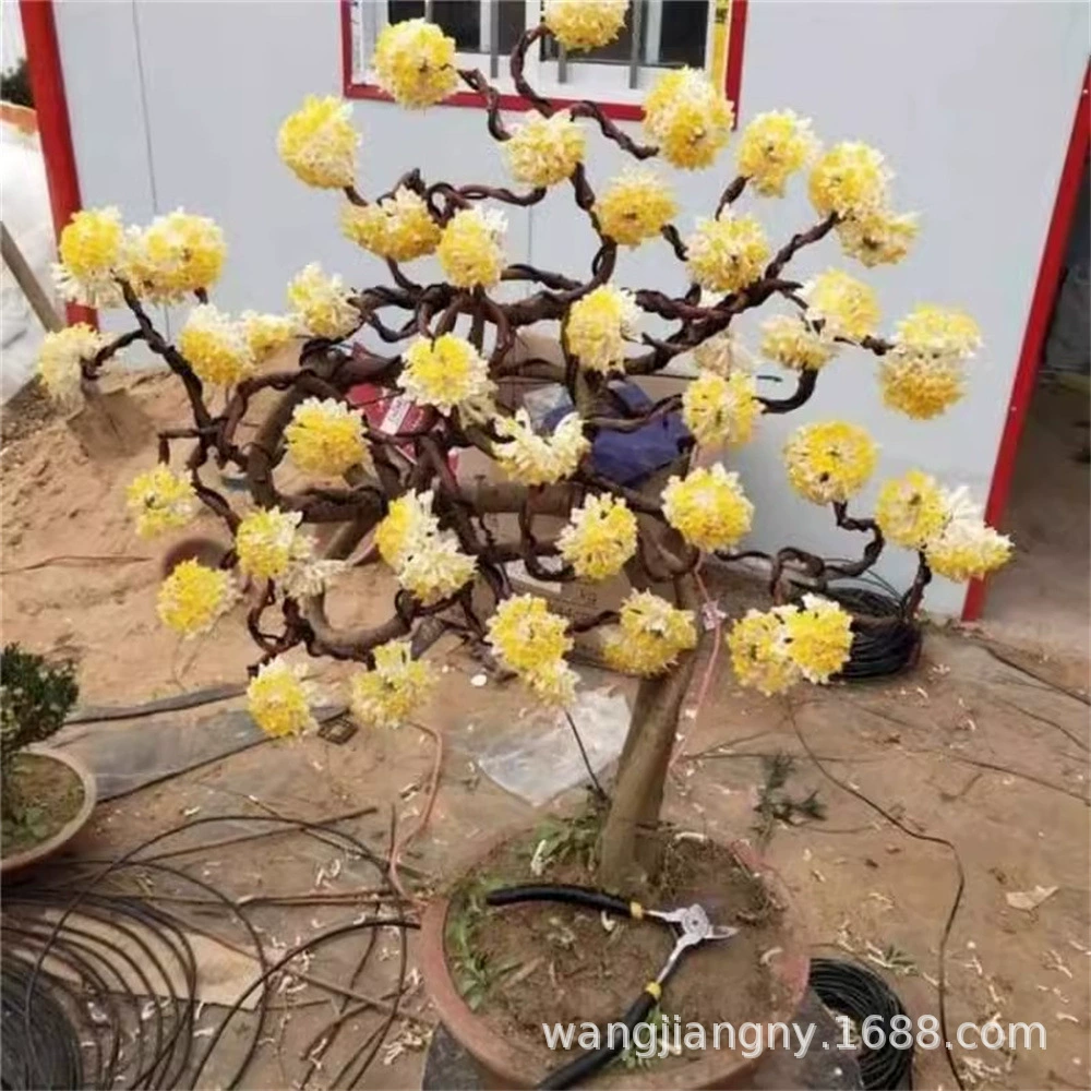 Ароматные саженцы деревьев кластер ароматные рассады двор озеленение ароматных цветов рассада Золотая поясная сумка узловатый цветок ароматные растения