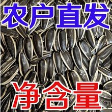 内蒙古生瓜子葵花籽新货2025年正宗葵花瓜子新鲜原味瓜子零食