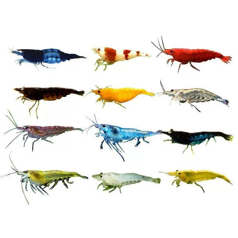 Ornamental shrimps, freshwater shrimps, algae removal shrimps, cleaning shrimp fish tank tools, shrimps, crystal shrimps, good pets, black shell cherry blossoms