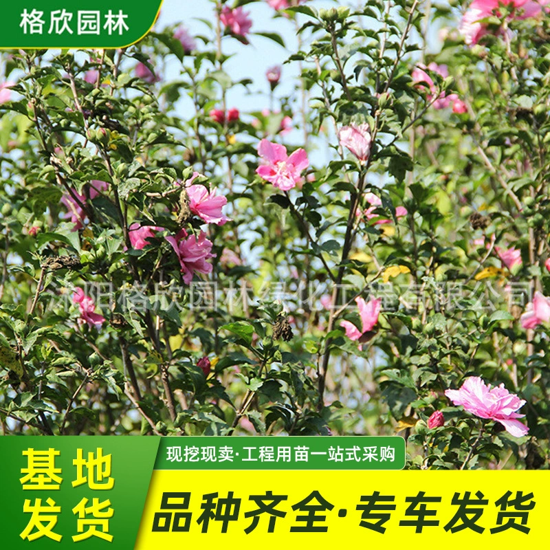 Поставка гибискуса оптом садовые работники декоративные цветы на месте, чтобы увидеть товар высота саженца 1,5 см многоотраслевой сафлор Гибискус сибискус