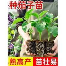 ļش̖Աؼ޽ƷNѺѴ߲